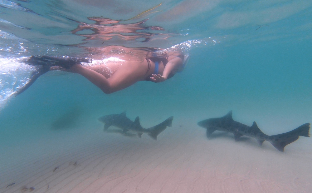 ⁠It's #sharkweek !!! 🦈🦈🦈

Do you know that you can swim with #sharks ( #leopardsharks that is) in #LaJolla ?? 👇

l8r.it/i5sU