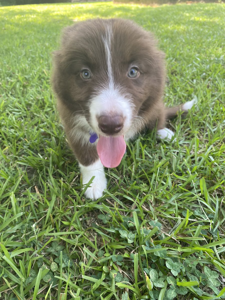 __kmart___'s tweet photo. Emori is here and Axle loves her so much https://t.co/PKLkogEzYT