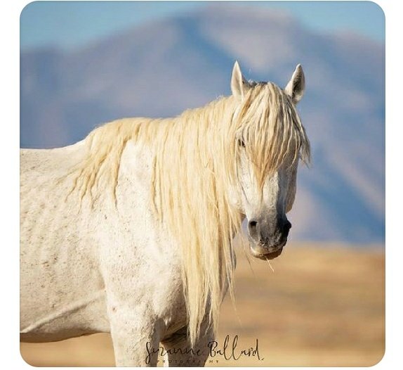 CyntWhite's tweet photo. More is being revealed about why the #Onaqui herd is being decimated. And why many other protected #Wildhorse herds will be gone. Who can protect our national Icon? 💔 https://t.co/Eh8E0KRYCR
