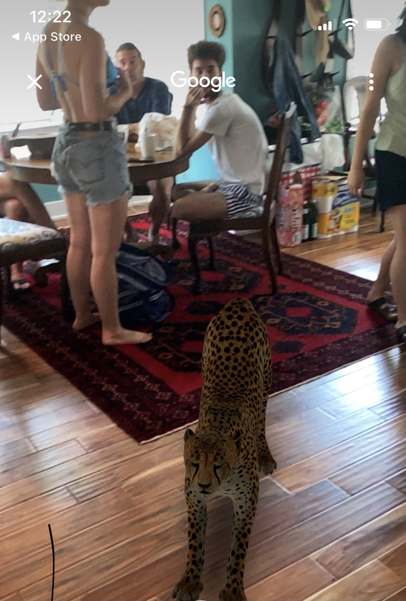 Aidanfunn's tweet photo. fuck ya’ll, we own a cheetah. her name is falangie https://t.co/9PAywUyOjb