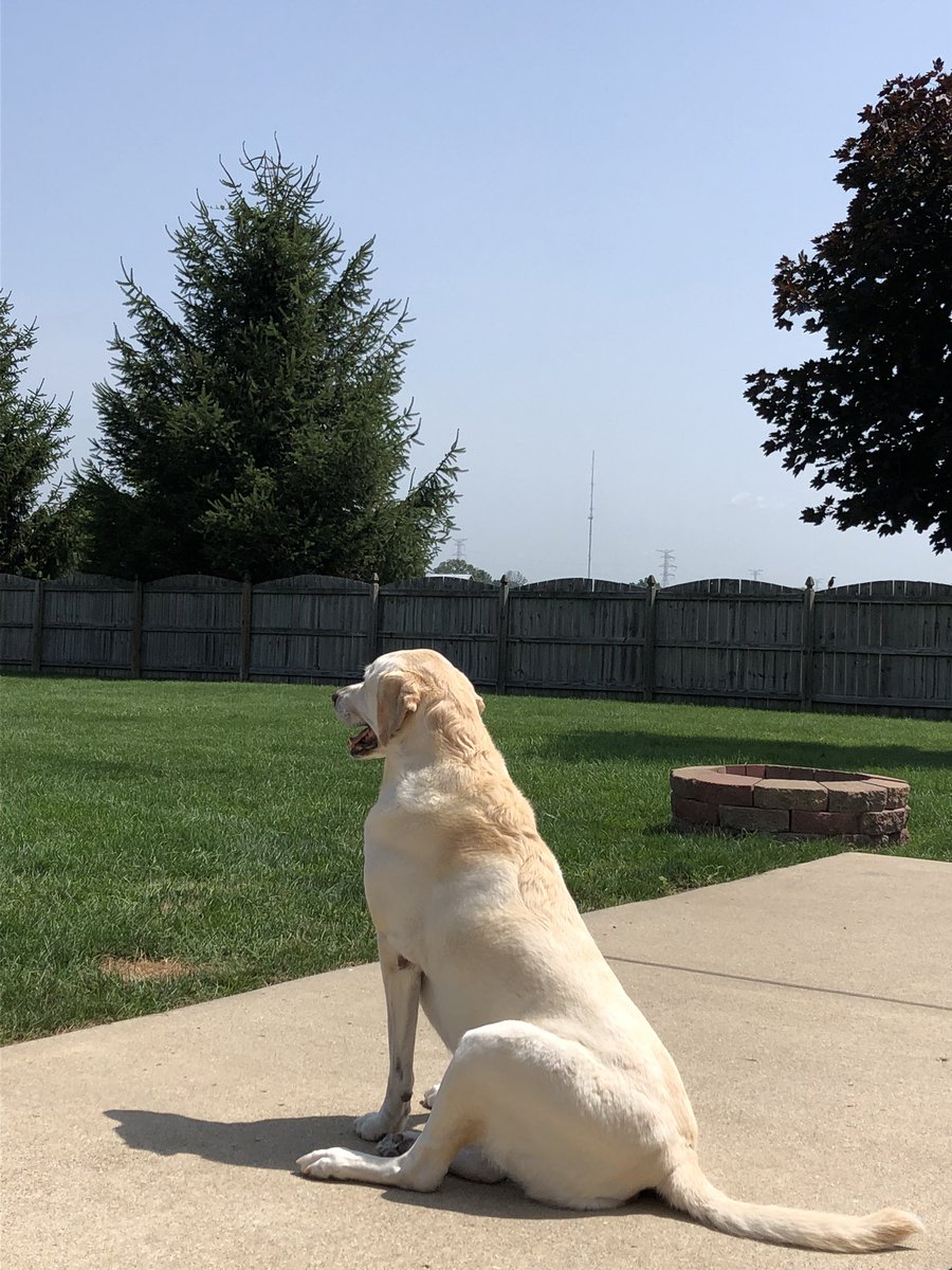 tleekirschner's tweet photo. #princessnala💛🐾 https://t.co/THcWgqd6Yx