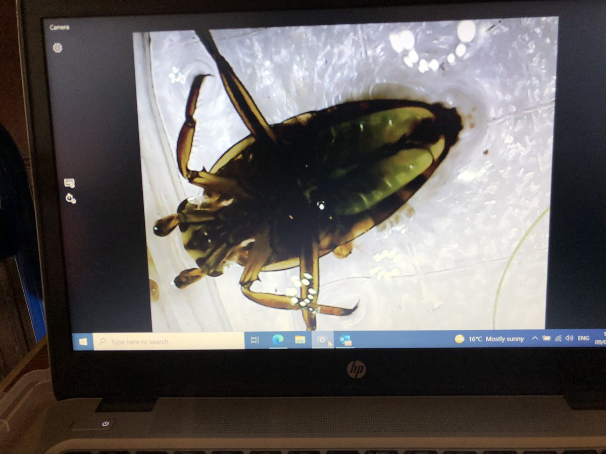 SevenoaksPri's tweet photo. Year 2 had an amazing time at Wakehurst Place recently. Children explored life in ponds, went on a minibeast safari and a pollination trail π #SPSValues #courage #funtoexplore #beoutdoors @wakehurst_kew https://t.co/6i0aoH27yx