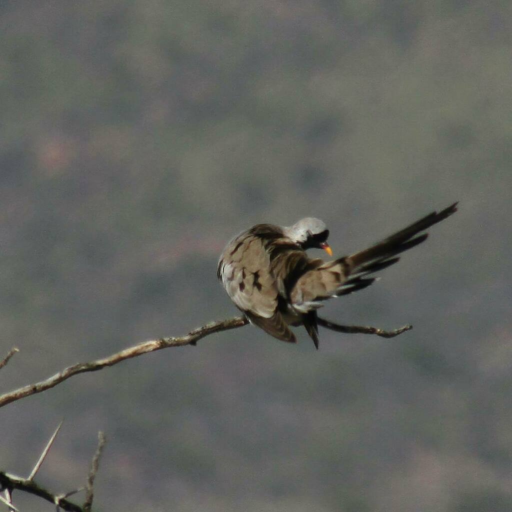_wingsandwaves_'s tweet photo. The unique & usually solitary Namaqua Dove…always a lovely sight. 🕊️ #dove #pigeon @avibase #birdingfromhome #nevernotbirding #birding #birdtherapy #oena #columbidae #columbiformes #birdwatching #birds #birdsofsouthafrica #birdphotography #wildlifeph… https://t.co/wy9gGevjqB https://t.co/3NMGpe3MqD