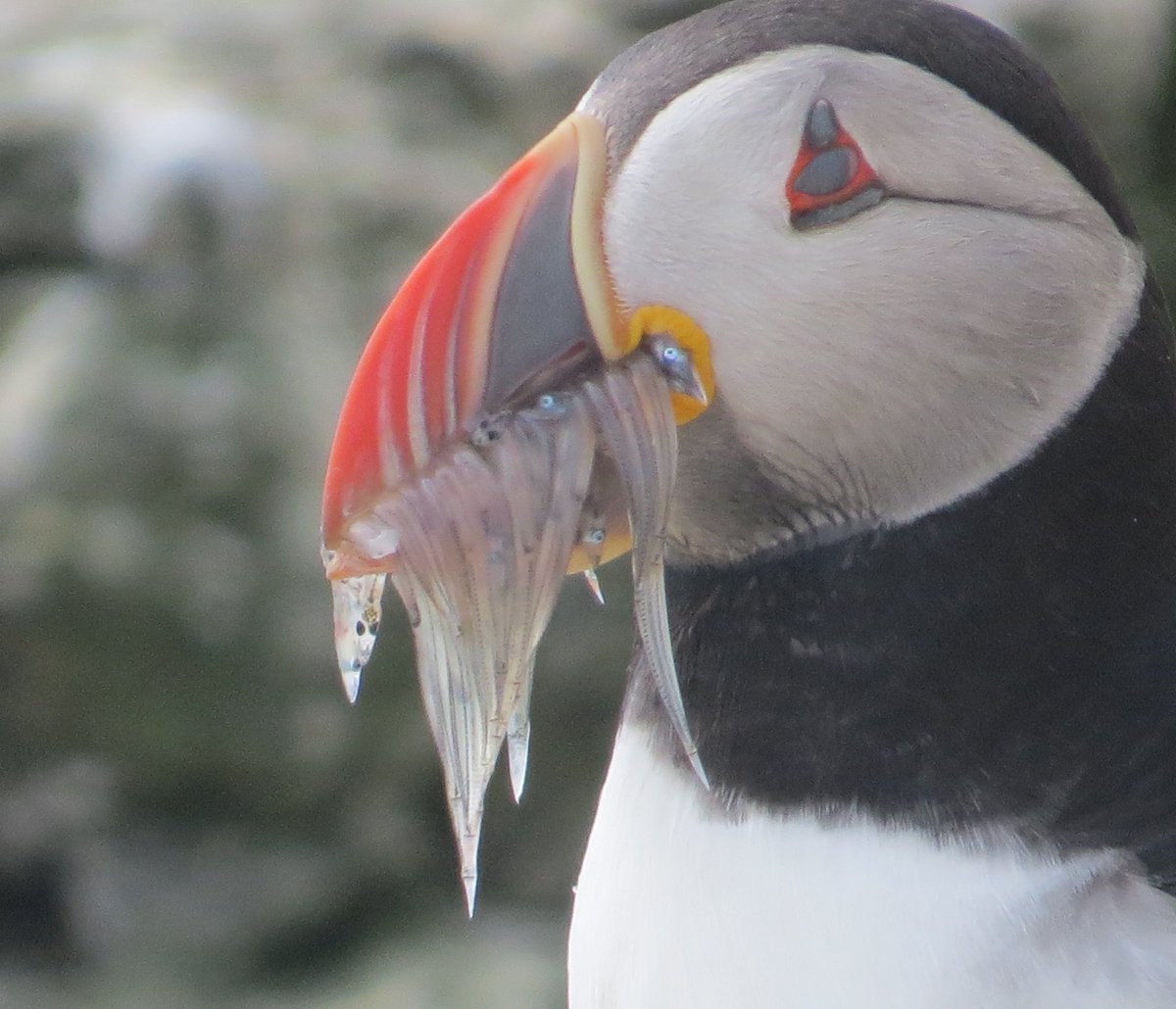 xemasabini's tweet photo. And mixture of prey photographed for #puffarazzi #ProjectPuffinUk https://t.co/737tjjhelG