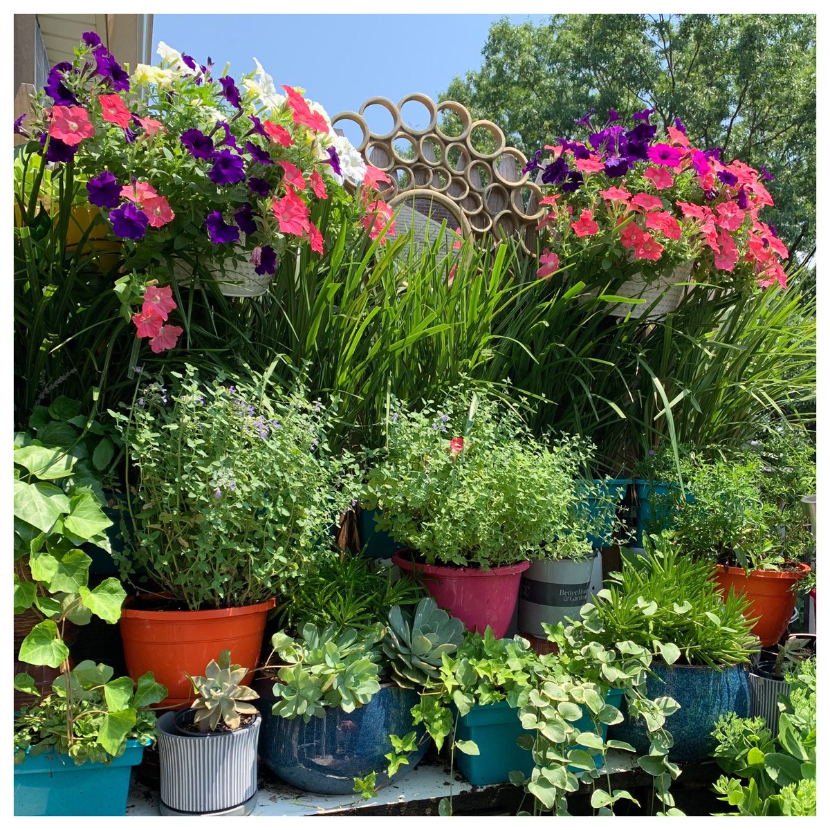 ExploringESL's tweet image. Good day to have a great day! #gardening🌸🌺🌼☺️