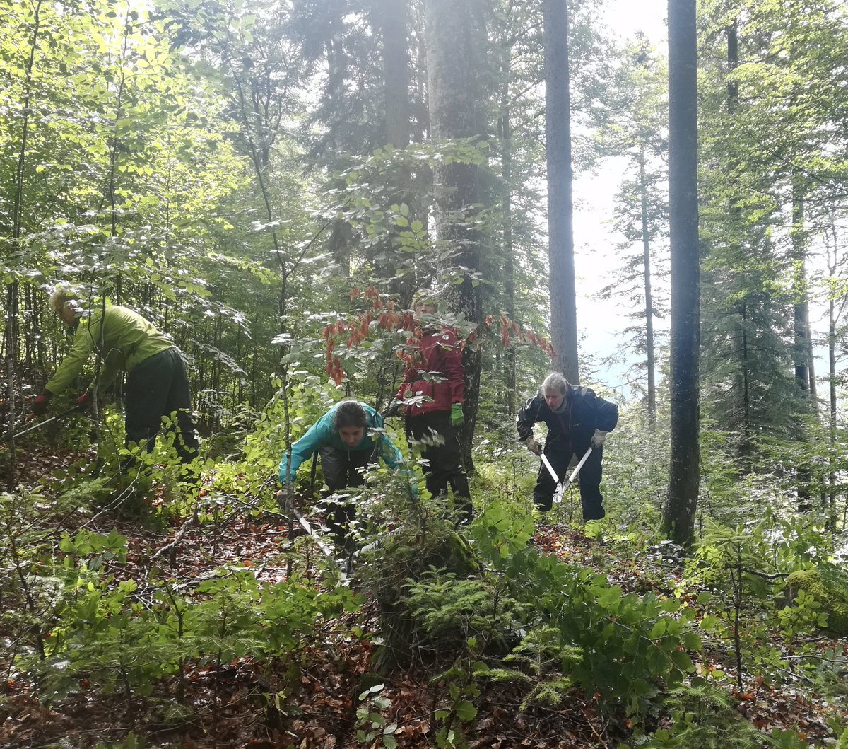 bergwaldprojekt's tweet photo. Mischwuchsregulierung im #Bergwald @BaySF_Direkt heißt: Kleine homogene Gruppen mit nur einer #Baumart ausformen bringt bestmögliche Vielfalt und Stabilität, wenn die Bäume groß sind. So stehen Fichte, #Tanne, #Bergahorn oder Buche jeweils nur mit ihresgleichen in Konkurrenz. https://t.co/fAqVg0Rf4W