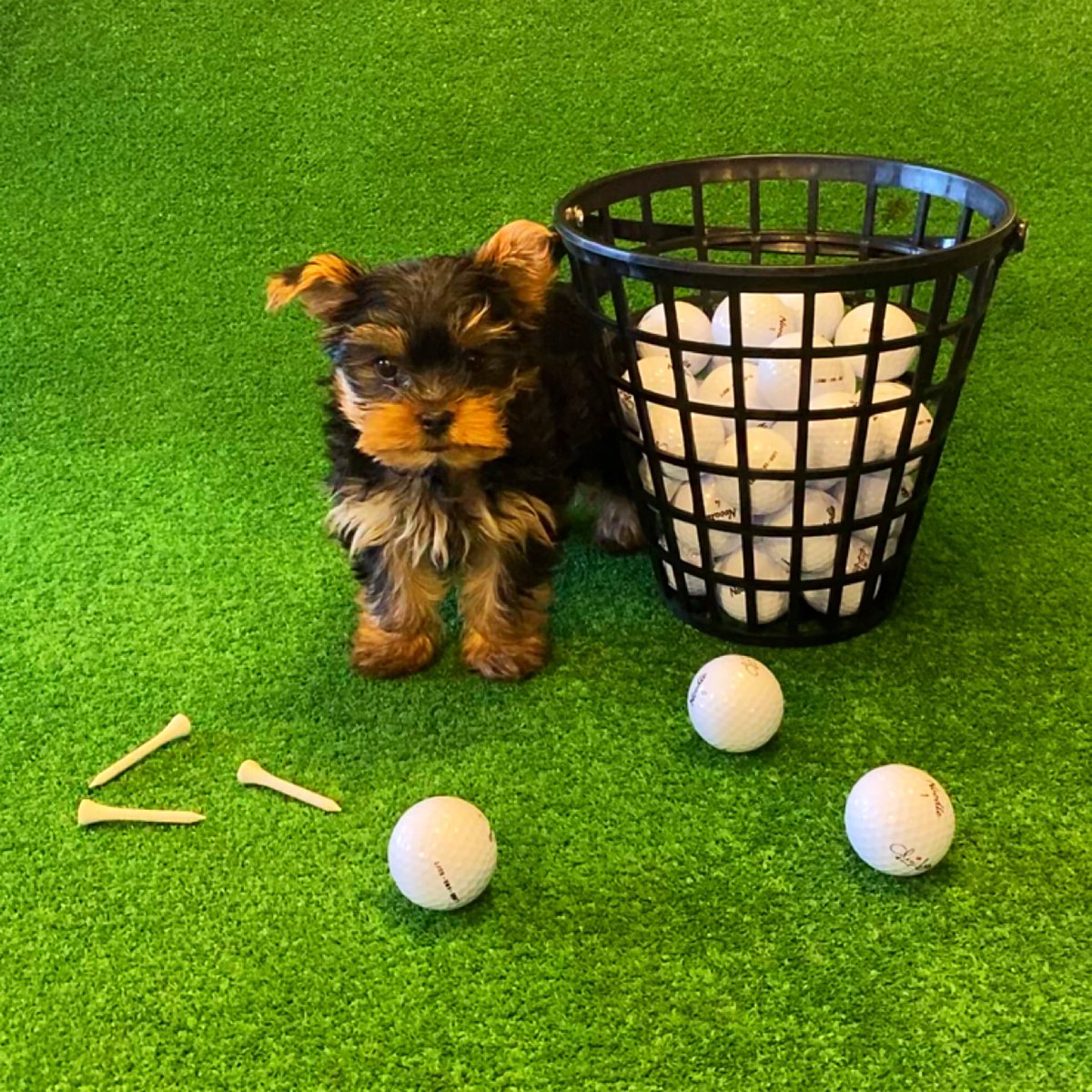 jearl14's tweet photo. 🐾 Pro Shop Attendant in training 🐾⁣
⁣
Meet the newest member of our family, Griffin! ⁣
⁣
⛳️🐶⁣

#WelcomeHome #Griffin #DogsOfGolf #DogsofTurf #TurfDog #Yorkie #GLGC @glenleagolf @GlenLeaTurf @DogsOfTurf https://t.co/LL3jtzJdT1