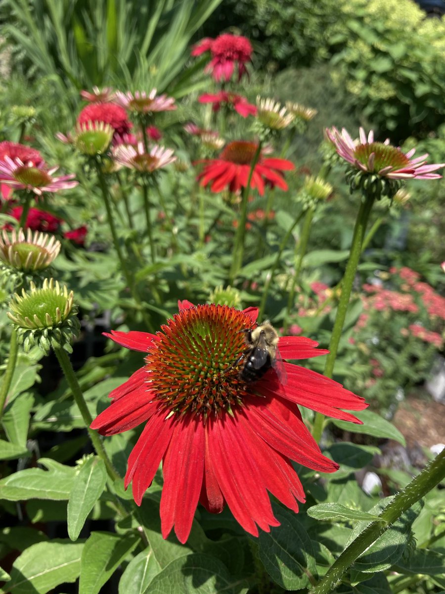 WalkerFarm's tweet photo. In today, Echinacea collection, Dutchman’s Pipe, Honeycrisp &amp; Cortland apple trees, lots more! https://t.co/VHZQVvuQzQ