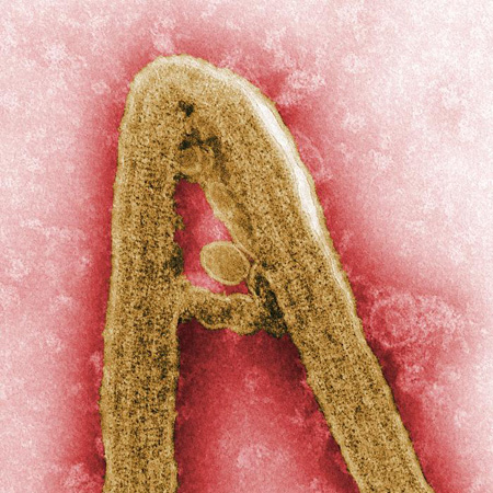 IBT_inc's tweet photo. "Here we report the development of pan-ebolavirus and pan-filovirus antibodies generated by repeated immunization of mice with filovirus glycoproteins engineered to drive the B cell responses toward conserved epitopes."

https://t.co/gwOBUSUPG7 https://t.co/ZUTojSoeOh