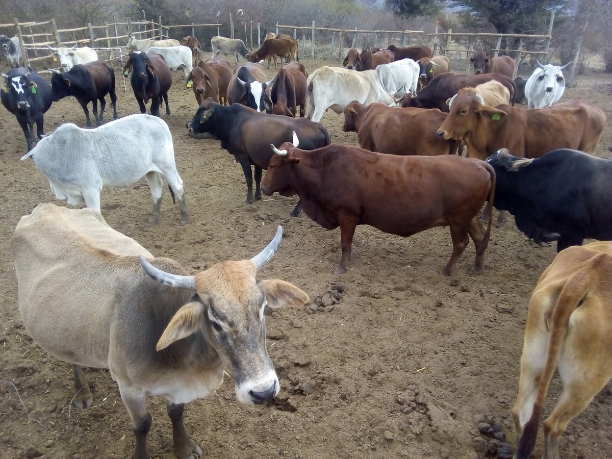 Official_Reitu's tweet image. Spent the day at that happy place today ☺... ..
#ClearMind #ClearThoughts #BigPlans #Farming #WorkingTheLand