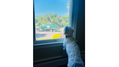 ActionCarting's tweet photo. Good Thursday Morning! We were spotted by a furry fan bright and early! 
#dogoftheday #njdogs #dogsofnj #thursday #thursdaymorning #riseandshine #earlymorning #brightandearly #waste #recycling #residential #trashcollection #interstatewasteservices #interstatewaste https://t.co/ZAKs2SvC6H