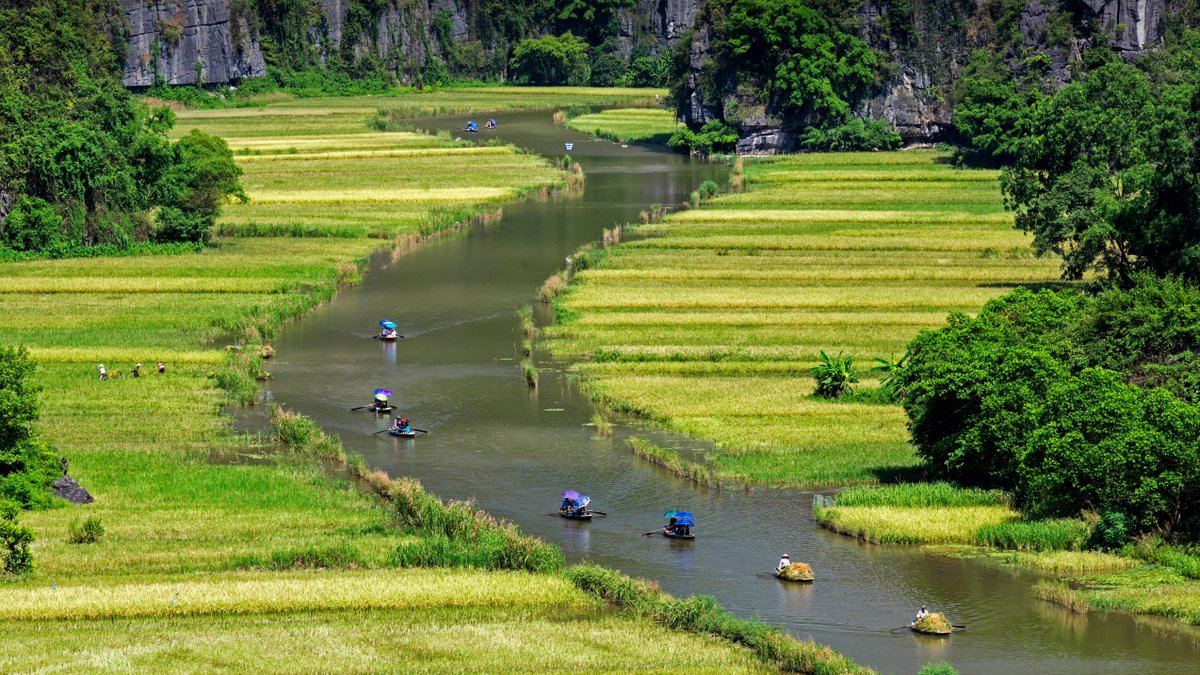 Boats float by rice fields on the Ngo Dong River in Ninh Binh province, Vietnam