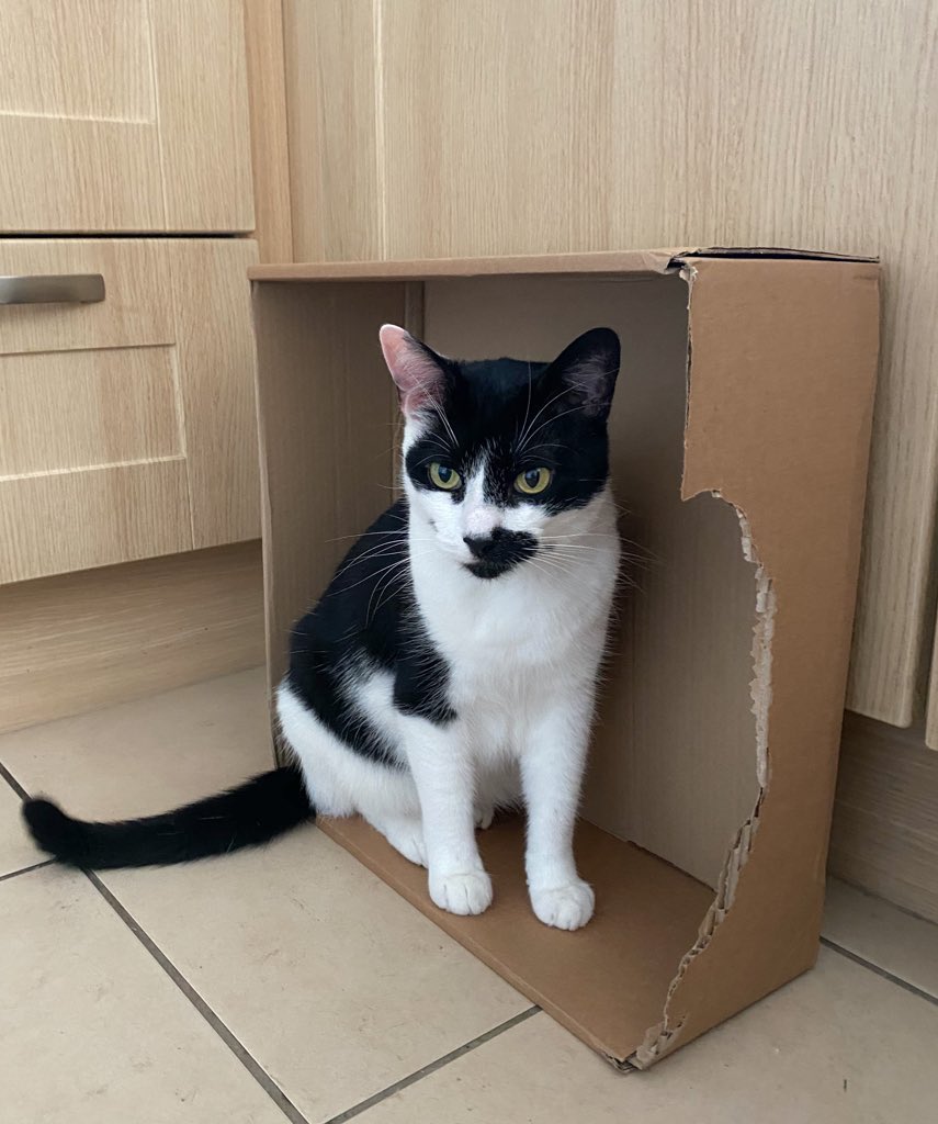 Do you like my new house? 🏠 Teddy helped with the design! 

#CatsOfTwitter #WorstHouseEver