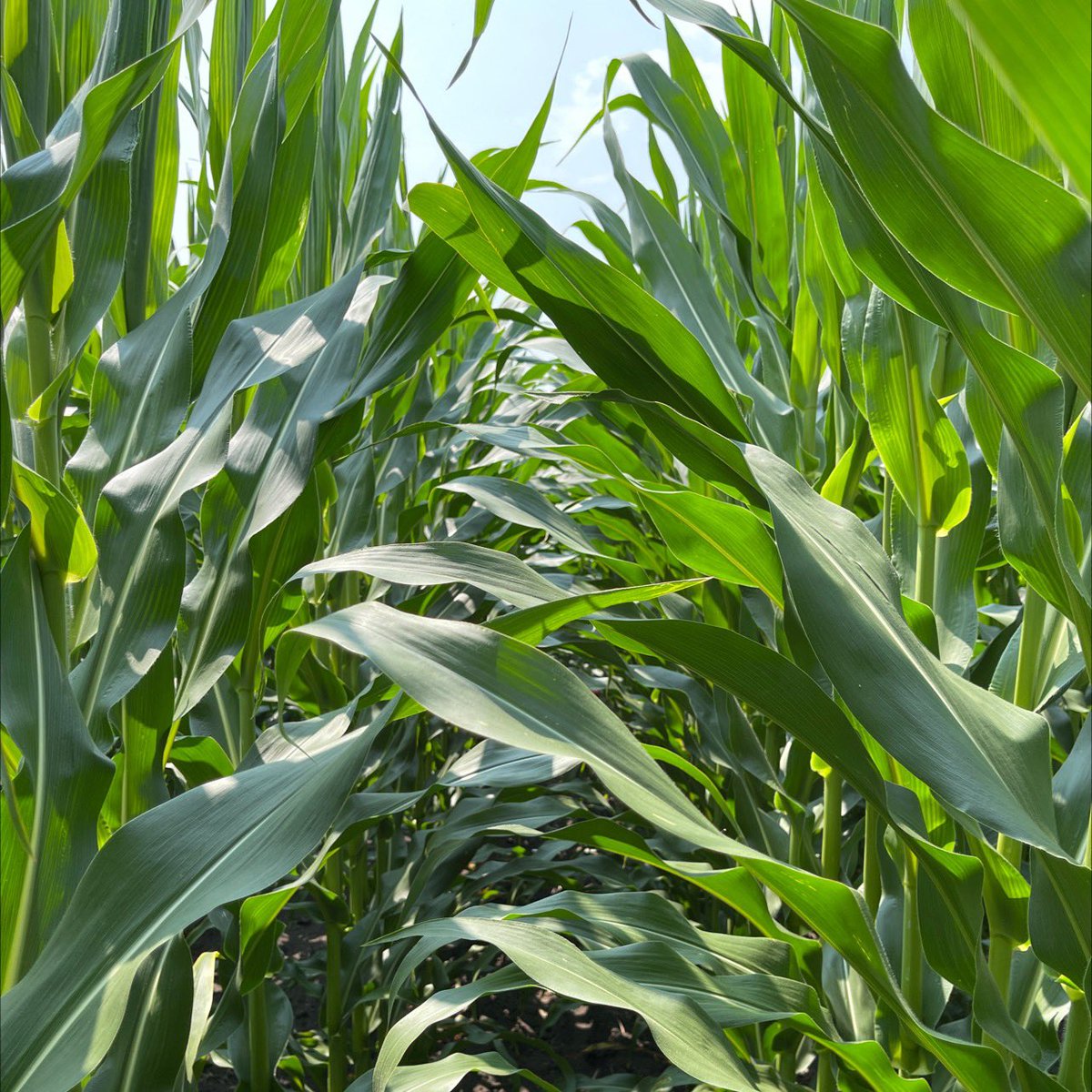 It’s getting close to tasseling time here in West Central, MN! Let’s hope for some rain during this crucial part of the growing season. Rain=Happy Farmers. 

Important time to take pollinating notes and prepare for that <a href="/GldnHarvest/">Golden Harvest Seeds</a> yield data in just a few months.