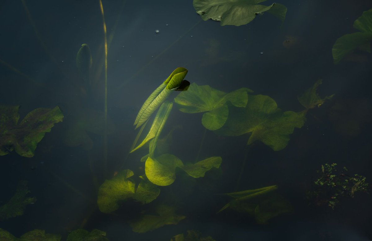 It was so amazing to watch the live under water and to see how the plants give birth to their baby leaves. It was absolute captivating. I almost had the impression that a light signal was being sent through the plant stem in the left background of the image to the newly born leaf