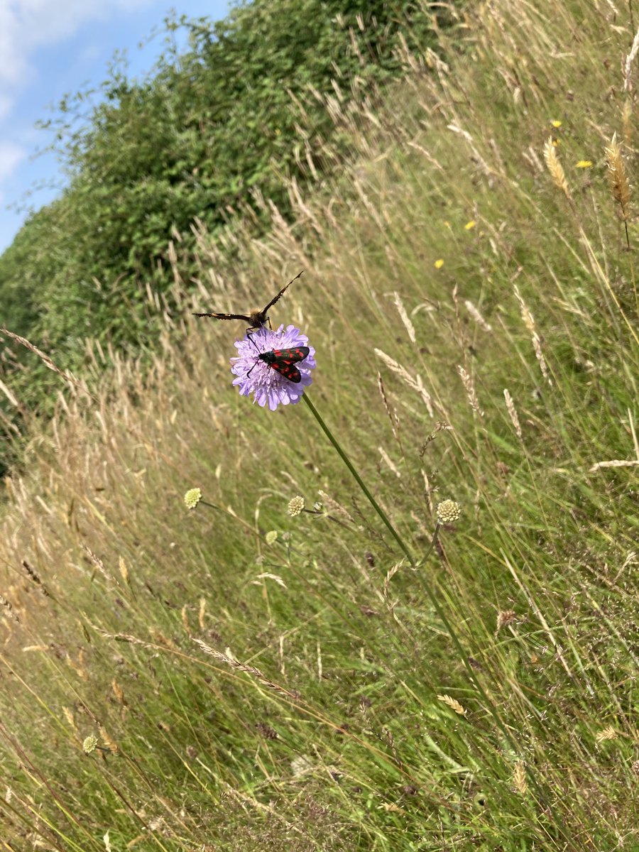 Small Tortoiseshell butterfly and six spot burnet moth today as well as Ringlet and Meadow Brown butterflies