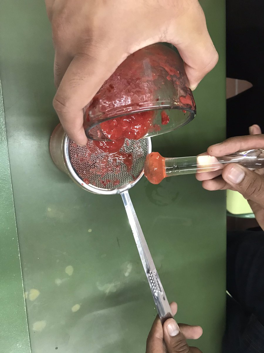 igemBarcelona's tweet image. #HumanPractices in schools and high schools have just started! Today we isolated DNA from fresh strawberries. Everyone had a great time! 🍓🧬