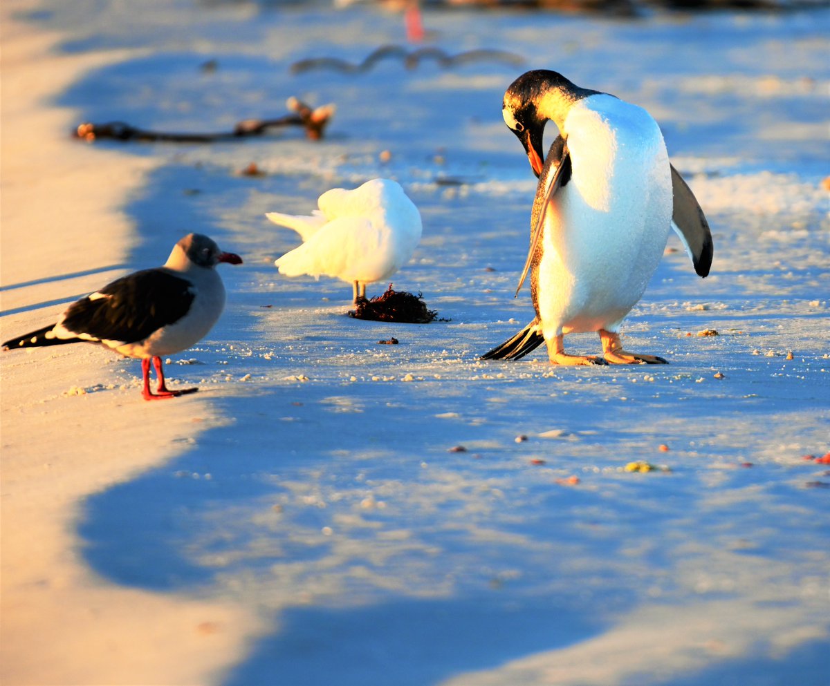kelper60's tweet photo. #gentoo #dolphingull #snowysheathbill #falklandislands #goldenhour #wildlife #naturelover #snow #wildlifephotography  love the first light in the morning... https://t.co/RCjv2V4m1w