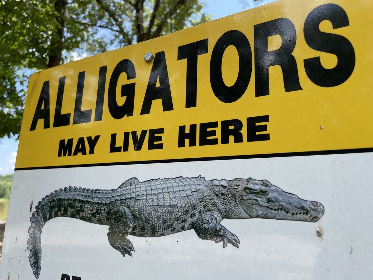 snakemoney's tweet photo. Hi @TuscaloosaCo I don’t know how to break this to you, but that’s a crocodile, not an alligator https://t.co/DE0gCFA0vP