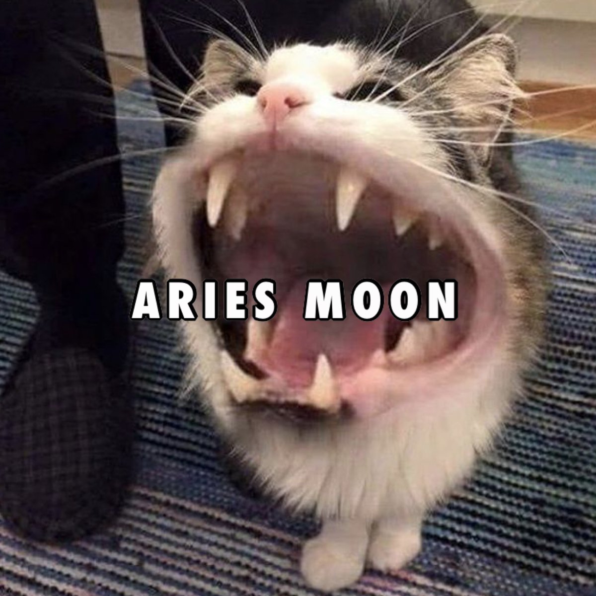 ZodiacBoyfriend's tweet image. here’s my big 3! what’s yours? ✨
all big 3 placements included!