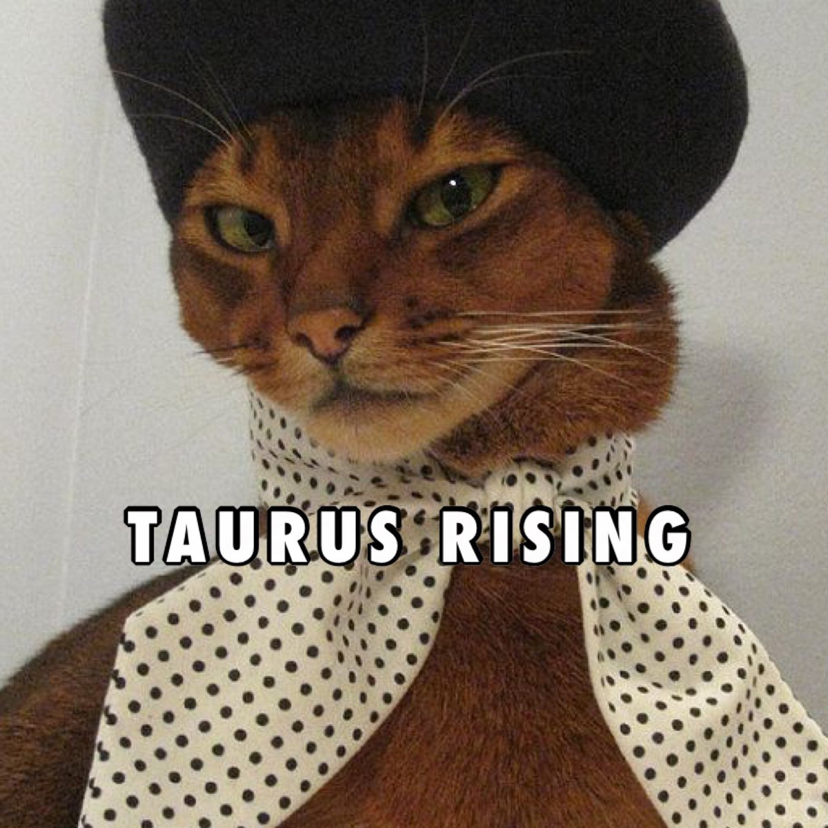 ZodiacBoyfriend's tweet photo. taurus ♉️ ☀️🌚⬆️ https://t.co/7i7gBkdzkc