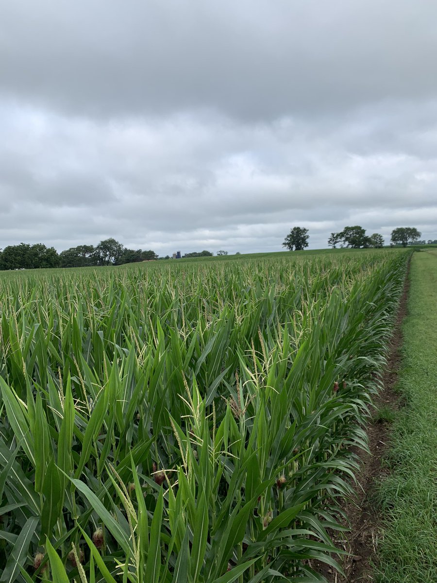SJensen12's tweet photo. Same spot one month later 
Moisture helps 🌧 https://t.co/0sFMbqLOTi