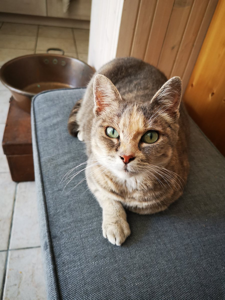 j'ai passé mon aprem avec Ludu... non c'est pas la mienne c'est la reine du hameau (et celle des voisins) toutes les maisons sont les siennes tous les humains doivent la servir