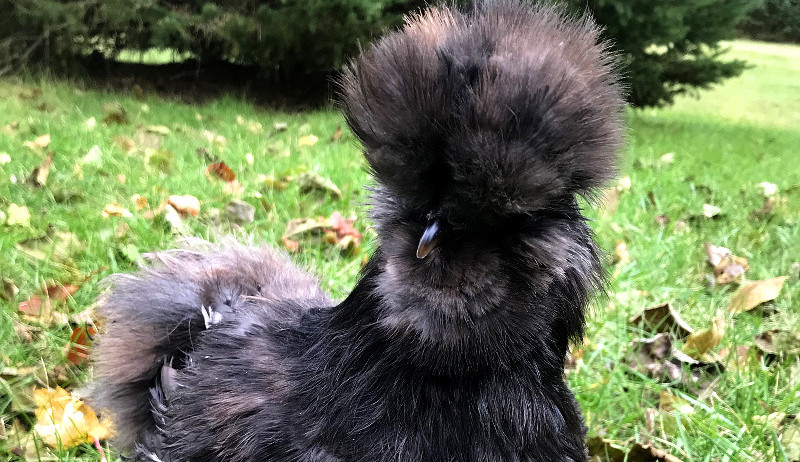 Fun fact: The Silkie is a breed of chicken which has gray flesh and skin, e...