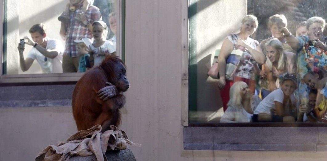 Hayvanat bahçeleri kapatılsın