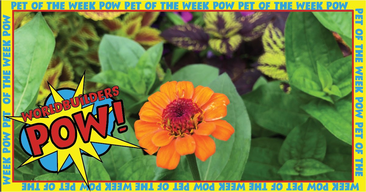 Zoe grew a whole group of Zinnias this year.  They are so pretty.  #petoftheweek #plants #nature #flowers #garden #plant #plantsmakepeoplehappy #green #gardening #houseplants #photography #flower #naturephotography #plantlover