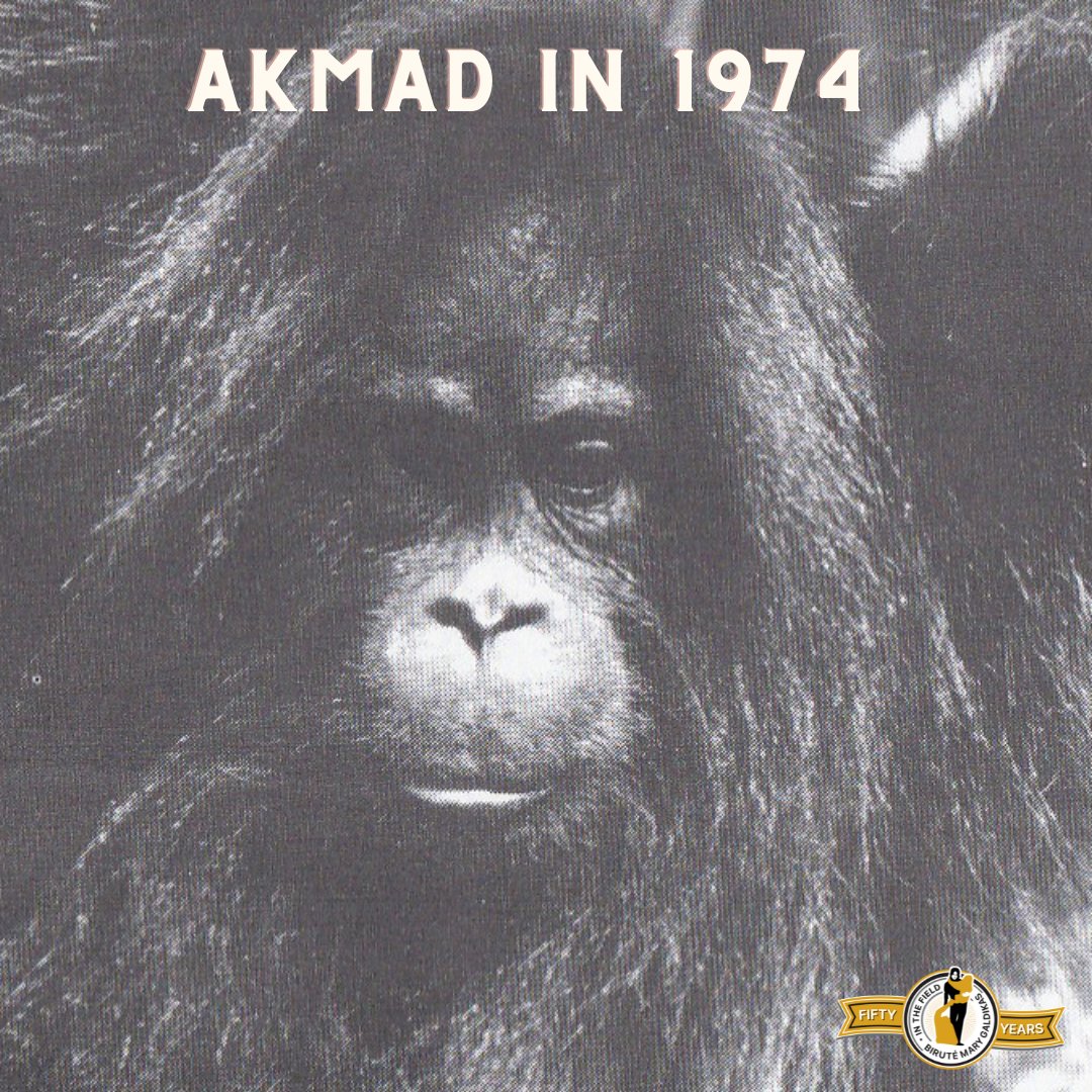 OFIOrangutan's tweet photo. Meet Akmad who was the first orangutan rescued by Dr. Biruté Galdikas!

Head to ▶️ https://t.co/2V5uwMmXrl to read from Dr. Biruté own words about Akmad's significance! https://t.co/aghlwWvaEJ