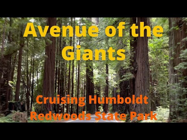 Coastal redwoods of Norcal. New vid dropped today.  Check it out. Cruising the Avenue of Giants at Humboldt Redwoods State Park California youtu.be/0ef2XlDGoa0