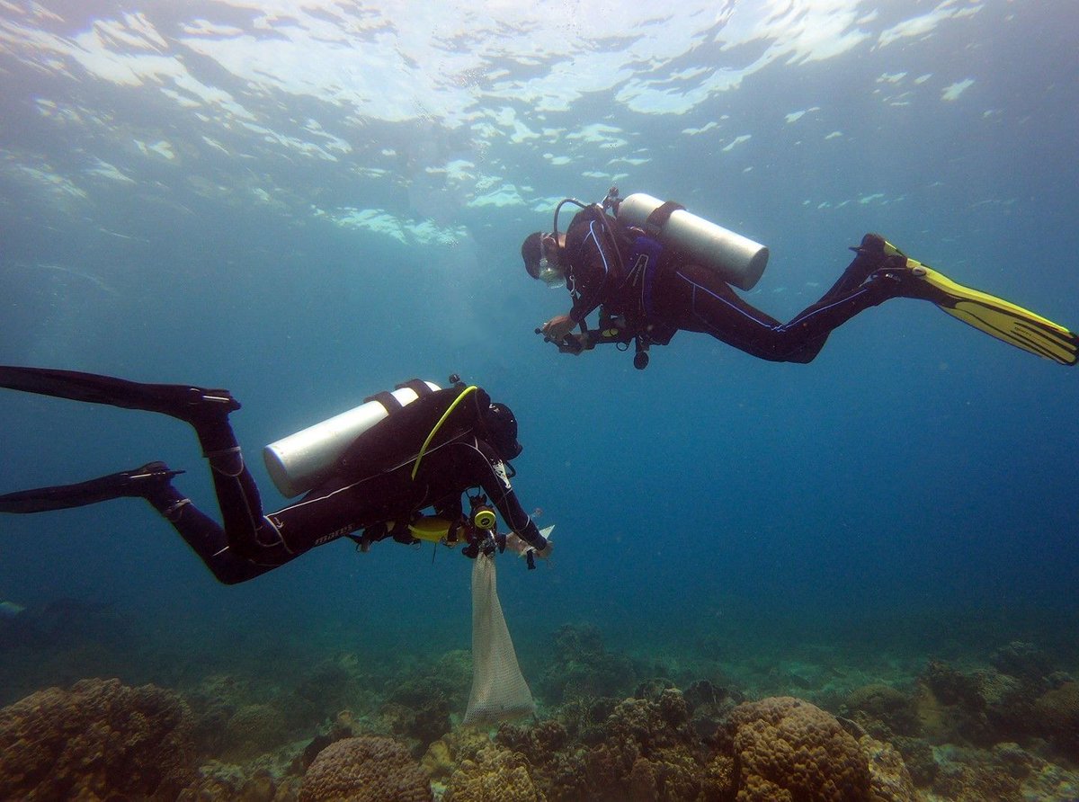 Citizen science is a way to gather data for research by using divers and non divers to aid in surveys using set protocols.
•⠀
@reefcheckfoundation @coralwatch #reefcheck #reefwatch #microplastic # citizen #science #greenfins #ecodiving #ecodivers #ecointernship