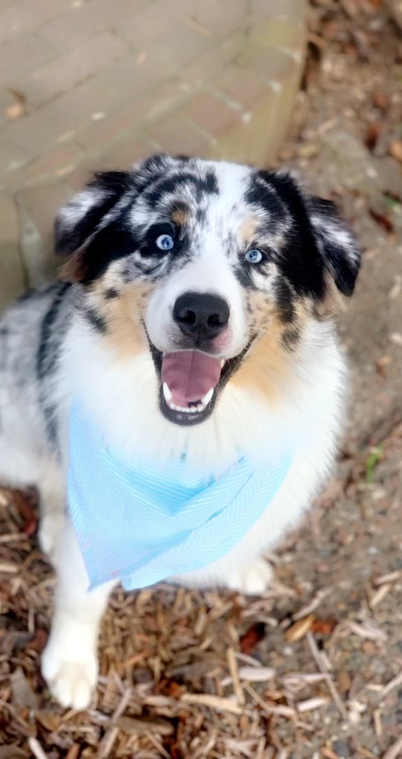 Judy__B's tweet photo. Look at cute my little nephew is! Who needs kids when you have pups 💙@AbbottBaylee https://t.co/oPWrP2iUl3