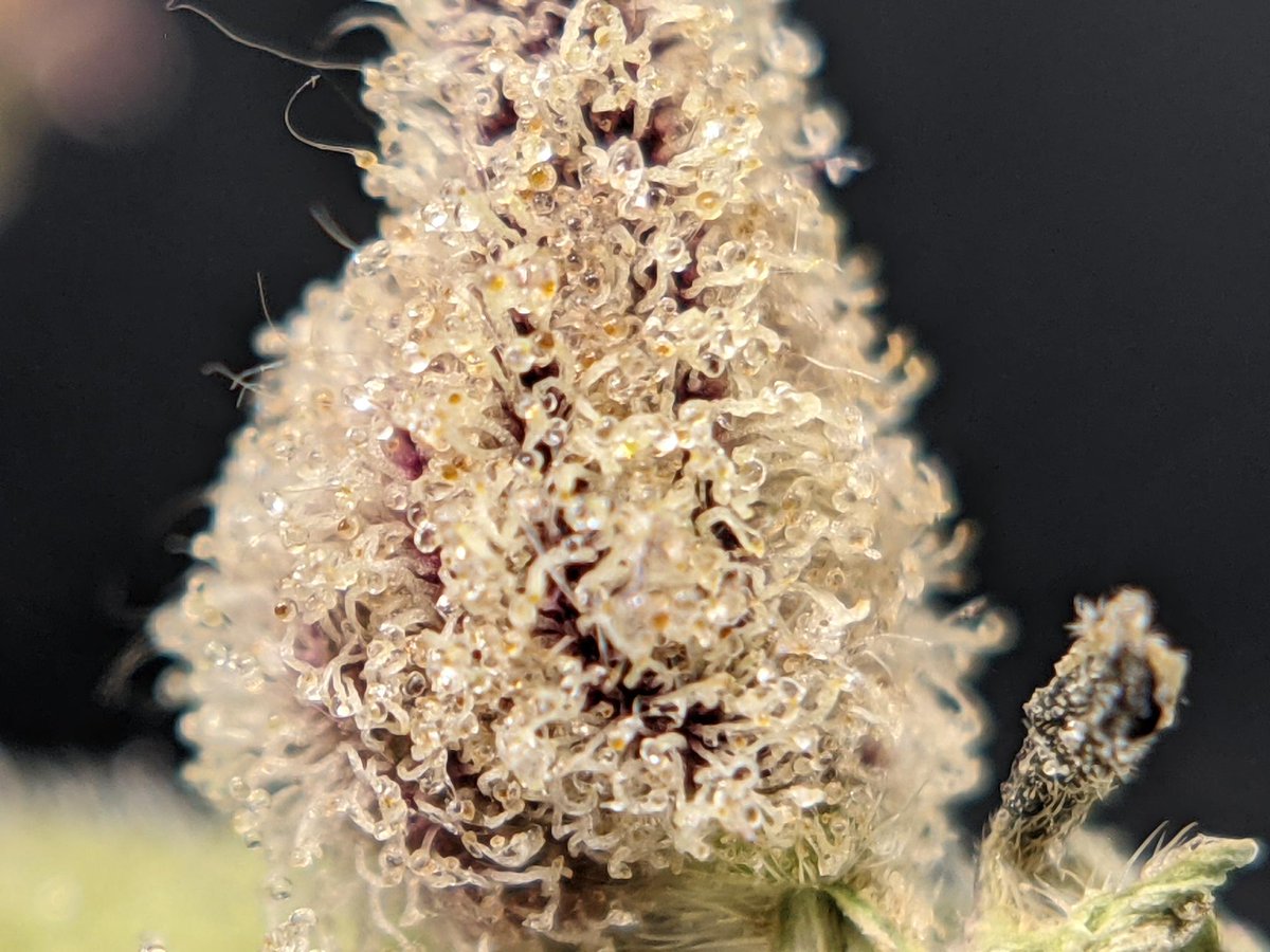 mmmmmmmmmm golden goodness