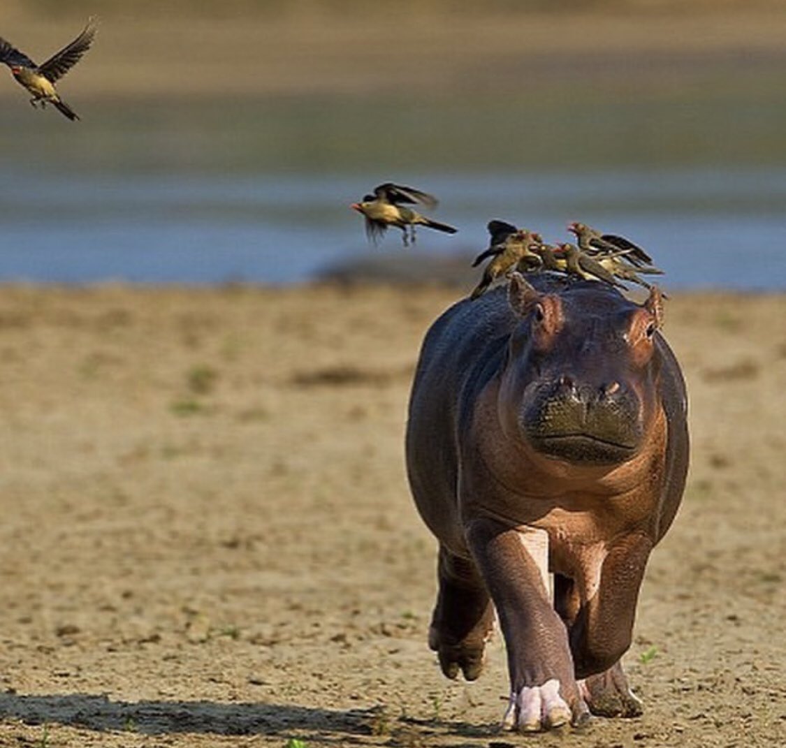 Twitter 上的bekka supp："This baby hippo being scared by birds is highly relatable. https://t.co/NSxbySQ8cN" / Twitter