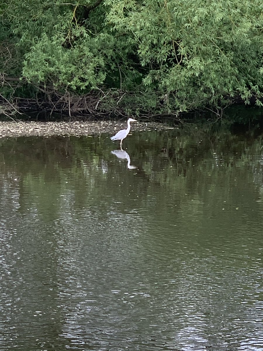 Georgina100310's tweet image. Gorgeous peaceful woodland and riverside walk from Collingham to Wetherby and back today - part of the Harewet @SlowWaysUK - a great #WalkItRideIt active travel switch @ConnectingLeeds