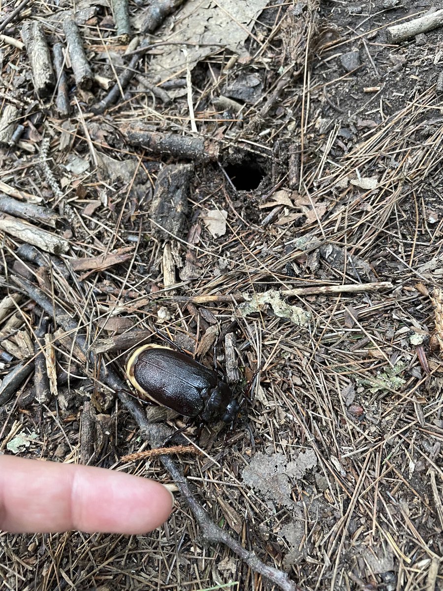 saranics's tweet image. What kind of bug is this bug, and what does it have to do with this hole in the ground? #NotATrickQuestion