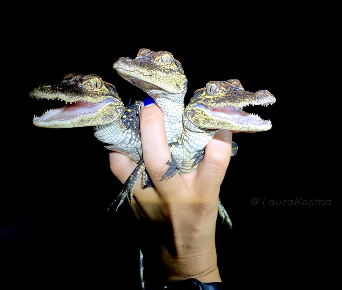 just three peas in a pod