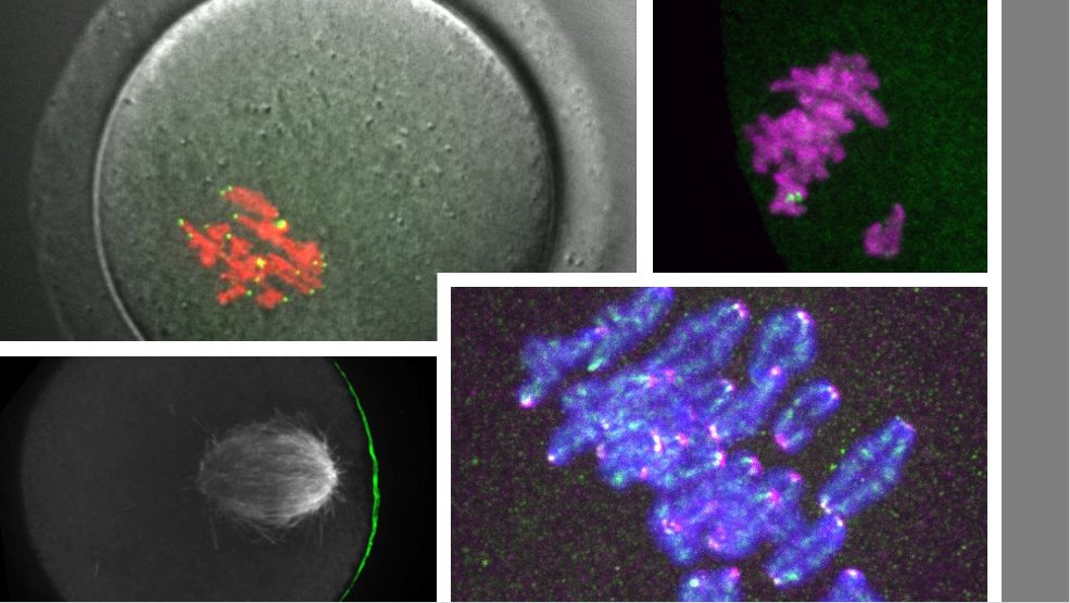 We are looking for a motivated postdoc to join our lab <a href="/NIH/">NIH</a> @TheBethesdaLabs ! Our lab study Chromosome dynamics and evolution using mouse oocytes. If you are interested in using Cell Biological approaches to tackle Evolutionary biology questions, please contact me! Please RT!!🚨