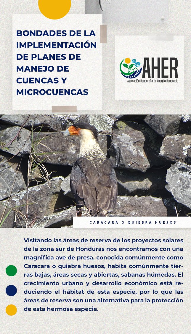 AHERenovable's tweet photo. Visitando las áreas de reserva de los #ProyectosSolares de la zona sur de #Honduras nos encontramos con una magnifica ave de presa. 🦅 https://t.co/rBwA5lW9ZM