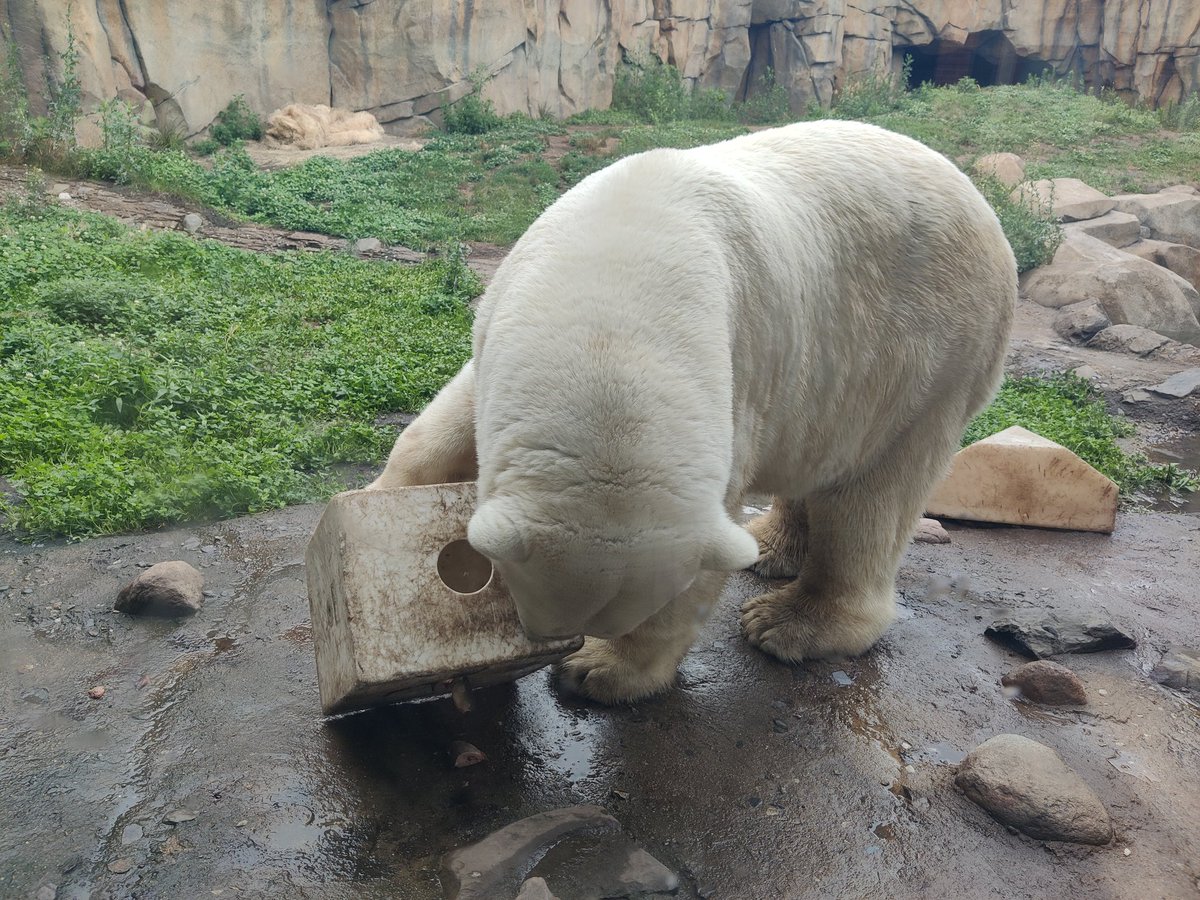 Had a great day at the <a href="/lincolnparkzoo/">Lincoln Park Zoo</a> one of the best zoo days ever!