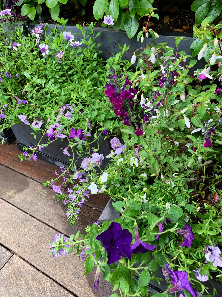 Subtle Summer Seasonal:

Newly planted displays I created for a customer this week.