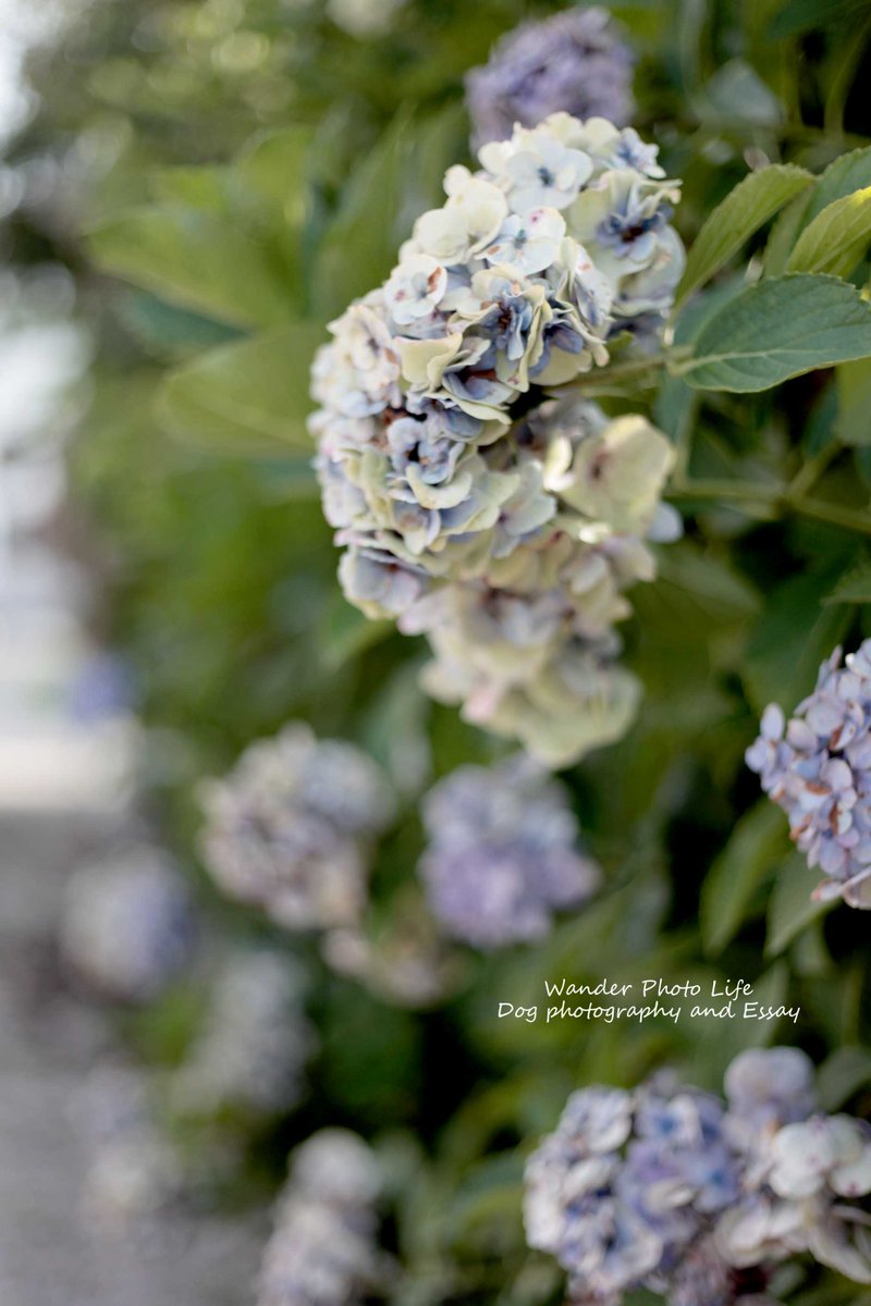 グレープフルーツ Jiaruz Twitter