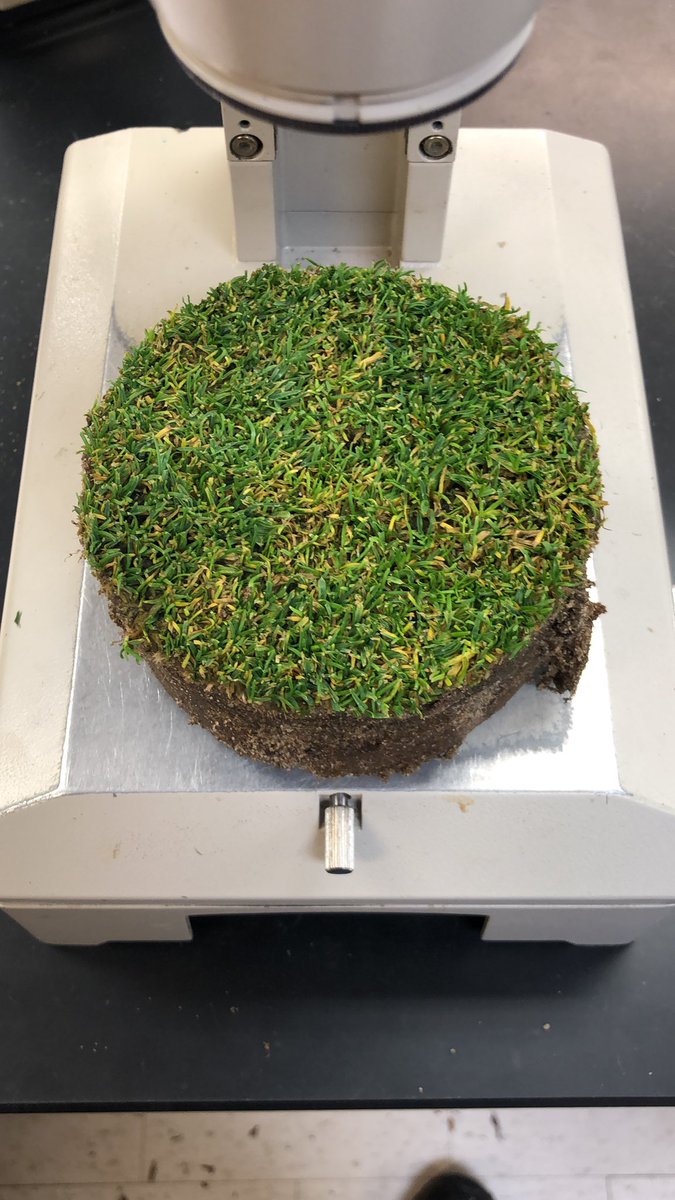 Super-saturated soil, Pythium in the roots, anthracnose on the foliage. Summer fun in the diagnostic lab! njaes.rutgers.edu/plant-diagnost…