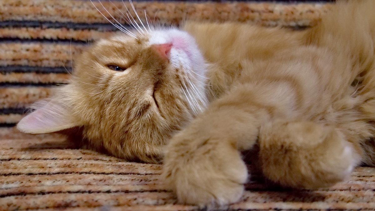 добрый кот. рыжий кот. доброе утро котики. добрый кот видео. злодей гладит птичку.