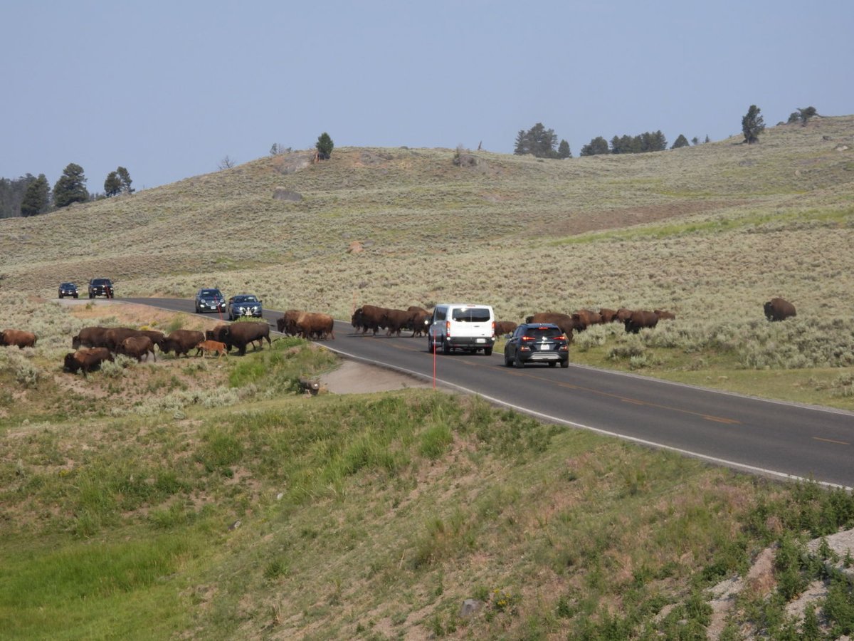Bison traffic jam in Yellowstone

#yellowstone #ynp #wyomingwildlife  #yellowstonenationalpark  #nationalpark  #exploreyellowstone #ecotourism #wildlifewatching