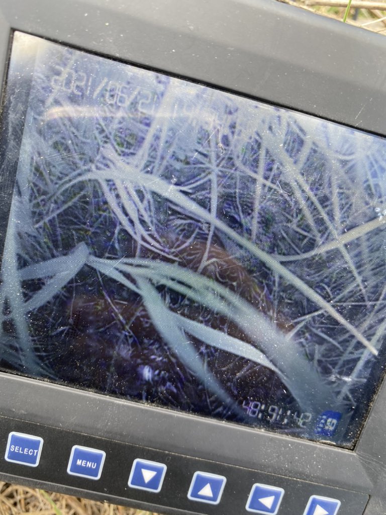 RealDuckTails's tweet image. What the #hen see versus what we see on our #nestcams!