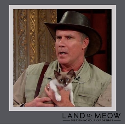 LandOfMeow's tweet photo. HAPPY BIRTHDAY WILL FERRELL! Will Ferrell rose to fame as a cast member of 'Saturday Night Live,' before starring in such big-screen comedies as 'Elf,' 'Anchorman' and 'Talladega Nights.'

#famouscatfridays #willferrell https://t.co/WYi9FT79TC