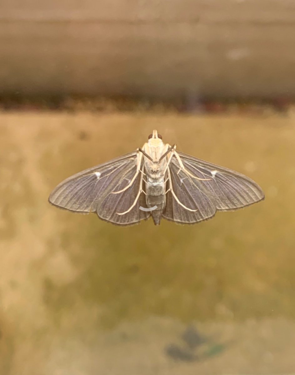 AlleynCourtFrst's tweet photo. One of our Year 3 families took this beautiful picture of a moth while self isolating this week #NaturePhotography #Insectweek21 #BugsMatter https://t.co/qA8ItAbbHN